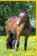 Blanko Weidekarte mit Pferd auf Blumenwiese, Naturfotografie für Pferdeliebhaber, Frühlings- und Sommergrüße in Gelb, Grün und Braun