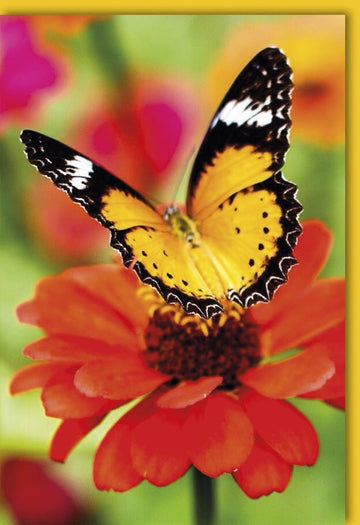 Blankokarte für Naturfreunde: Schmetterling & Blume Makroaufnahme, Frühling/Sommer Motiv in Orange/Gelb – Perfektes Geschenk für Erwachsene & Jugendliche