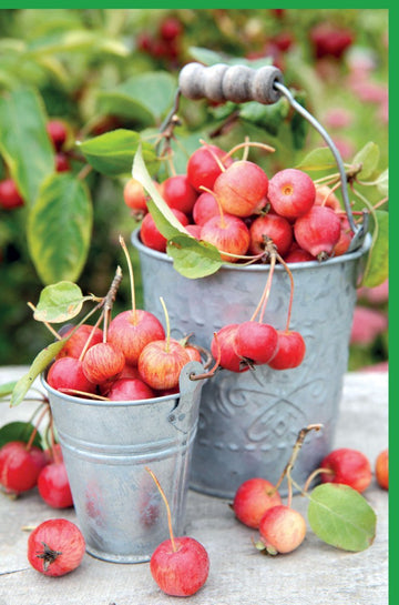 Blankokarte "Herbstliche Ernte" – Äpfel & Eimer Motiv, Naturfotografie für Einladungen & Danksagungen, Vintage Countryside Dekoration