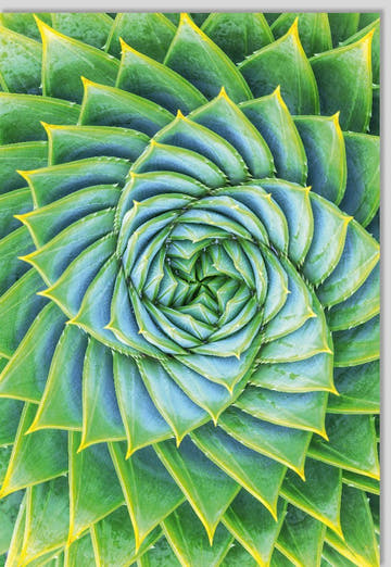 Blankokarte mit Aloe Vera Motiv, Natürliches Grün, Botanische Fotografie für Einladungen & Dankesgrüße