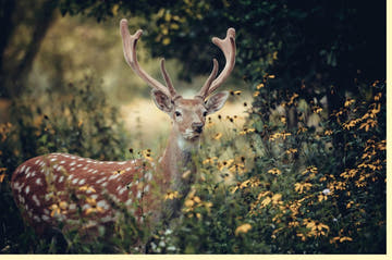 Blankokarte mit Hirsch - Motiv | Naturfotografie für Tierliebhaber | Grün & Braun | Perfekt für jeden Anlass