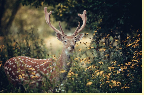 Blankokarte mit Hirsch - Motiv | Naturfotografie für Tierliebhaber | Grün & Braun | Perfekt für jeden Anlass