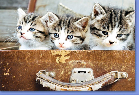 Blankokarte mit Kätzchen im Koffer - Liebevoll gestaltete Grußkarte in hochwertiger Qualität