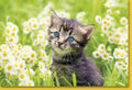 Blankokarte mit Kätzchen-Motiv: Süße Katze, Blumen & Natur - Perfekt für Frühlings- & Sommergrüße an Tierliebhaber