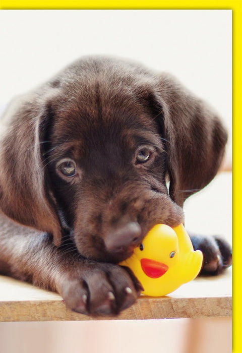 Blankokarte mit Labrador Welpe - Perfekt für Hundeliebhaber, Tierfreunde, Dankeskarte in Gelb & Braun, Süßes Design für Liebe & Freundschaft