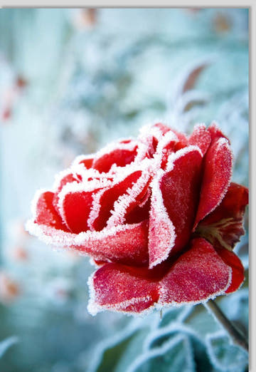 Blankokarte mit Rosenmotiv: Makrofotografie von Tau & Frost, Natürliche Schönheit für besondere Anlässe, Ideal als Geschenk für Frauen & Männer