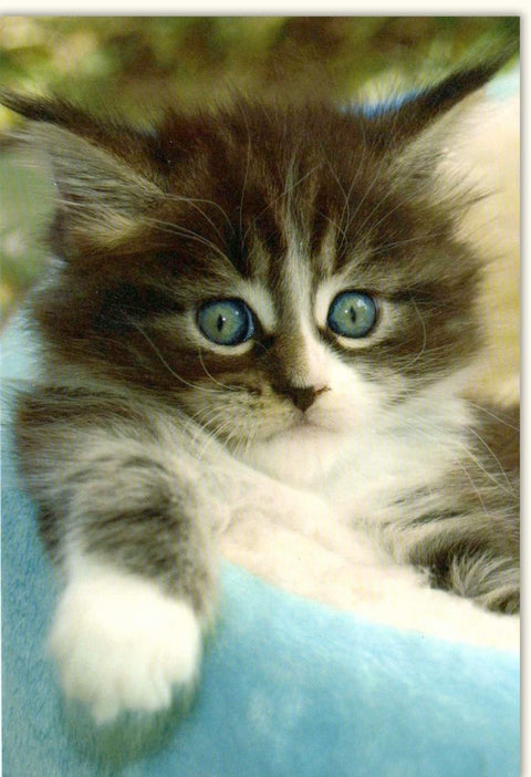 Blankokarte mit Süßem Katzenbaby - Motiv | Flauschiges Tierbaby für Tierliebhaber | Niedliche Karte für Anlässe | Geschenkidee für Katzenfreunde