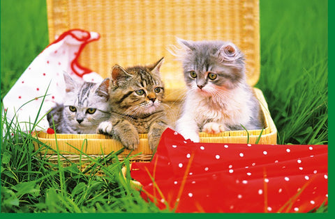 Blankokarte - Süße Tierbabys im Korb, Katzen mit Gras Motiv, Perfekt für Glückwünsche & Dankeschön, Ausdruck von Tierliebe und Freundschaft