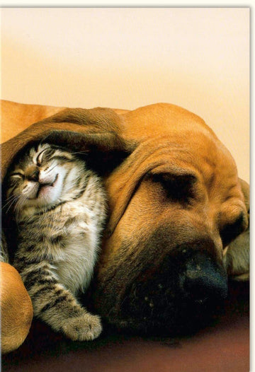 Blankokarte Tierfreundschaft: Katze & Hund Motiv, Harmonisches Miteinander für Tierliebhaber