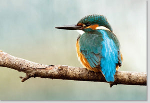 Blankokarte Vogelmotiv für Tierliebhaber - Vielseitige Grußkarte für jeden Anlass