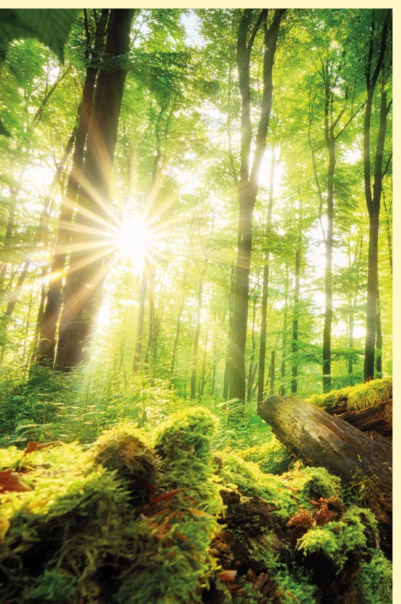 Blankokarte: Waldidylle mit Sonnenstrahlen - Naturfotokunst für Ruhe & Erholung, Perfekt für Wanderer und Naturliebhaber