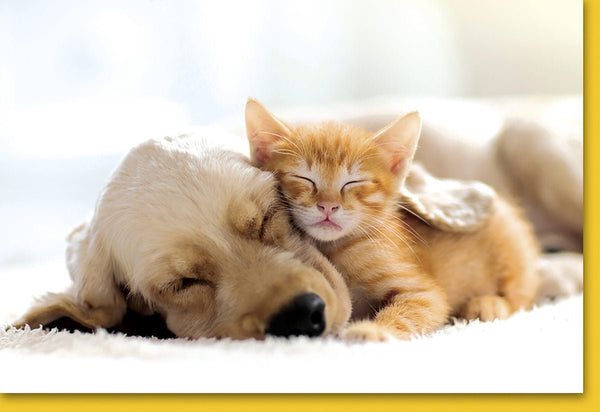 Blankokarten: Süßes Motiv mit schlafendem Kätzchen und Welpe auf Teppich für vielseitige Anlässe