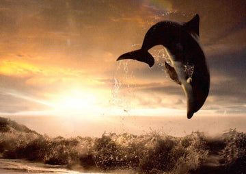 Blankopostkarte - Delfin im Sonnenuntergang, Naturfotografie, Meer & Himmel, Ozeanische Freiheit
