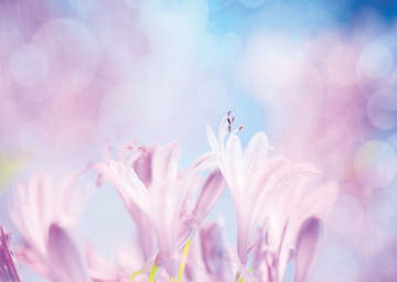 Blankopostkarte: Elegante Crocus - Blumenmotive für jeden Anlass