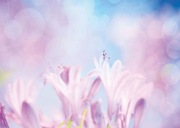 Blankopostkarte: Elegante Crocus - Blumenmotive für jeden Anlass