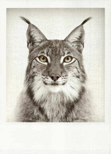 Blankopostkarte: Elegante Schwarzweiß - Karte mit Luchs - Motiv