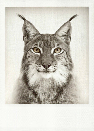 Blankopostkarte: Elegante Schwarzweiß - Karte mit Luchs - Motiv