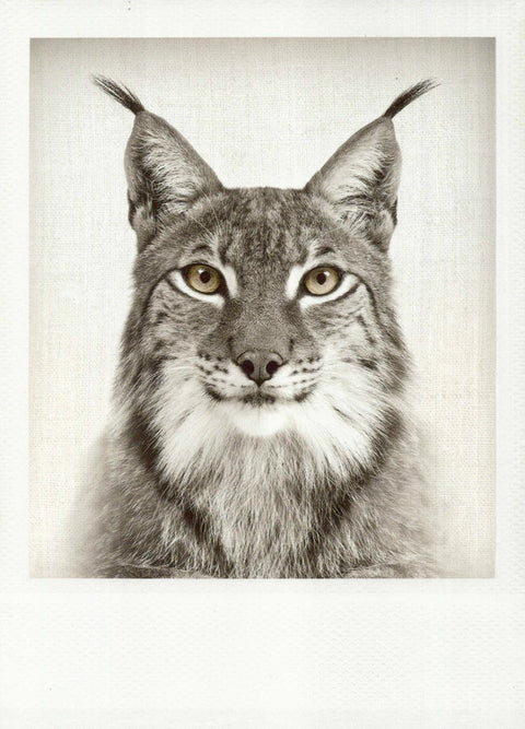 Blankopostkarte: Elegante Schwarzweiß - Karte mit Luchs - Motiv