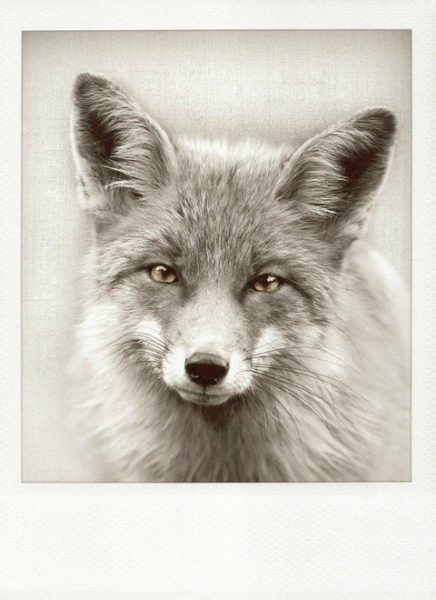Blankopostkarte: Eleganter Fuchs in Schwarz - Weiß