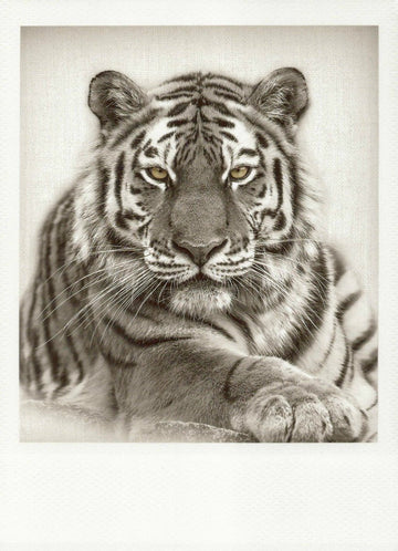 Blankopostkarte: Eleganter Tiger in Schwarzweiß