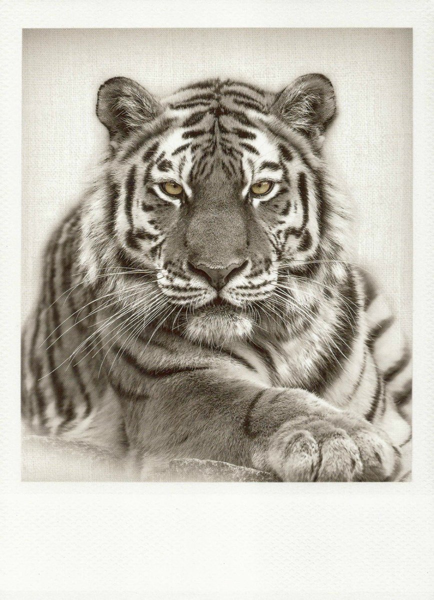 Blankopostkarte: Eleganter Tiger in Schwarzweiß