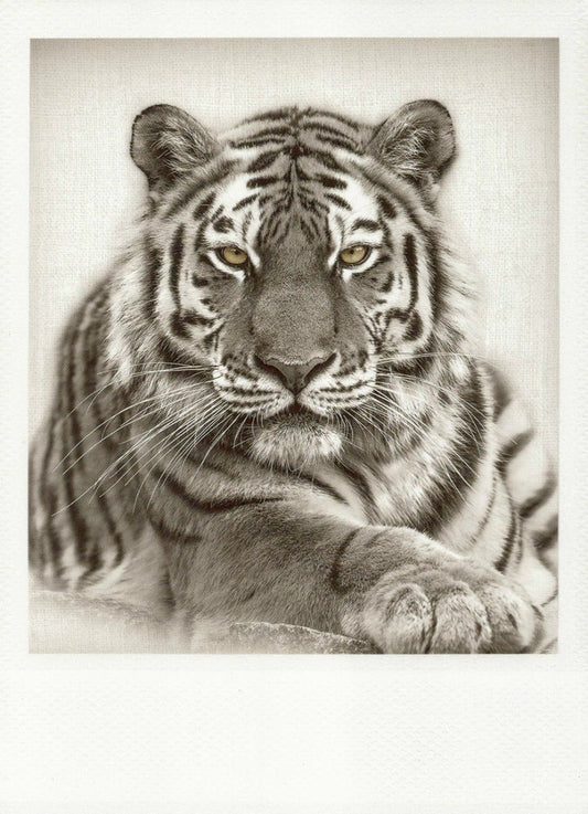 Blankopostkarte: Eleganter Tiger in Schwarzweiß