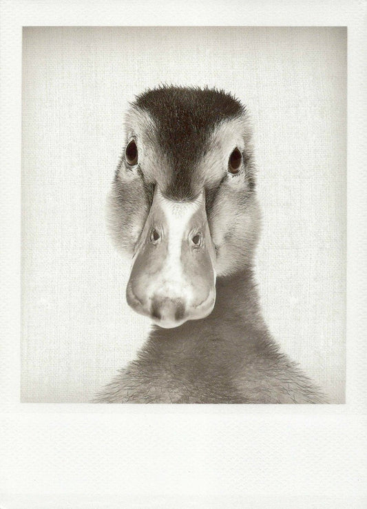Blankopostkarte Ente Schwarzweiß: Vintage Tierfotografie, Detailreiches Wildlife - Portrait, Stilvolle Monochrome Vogel - Karte