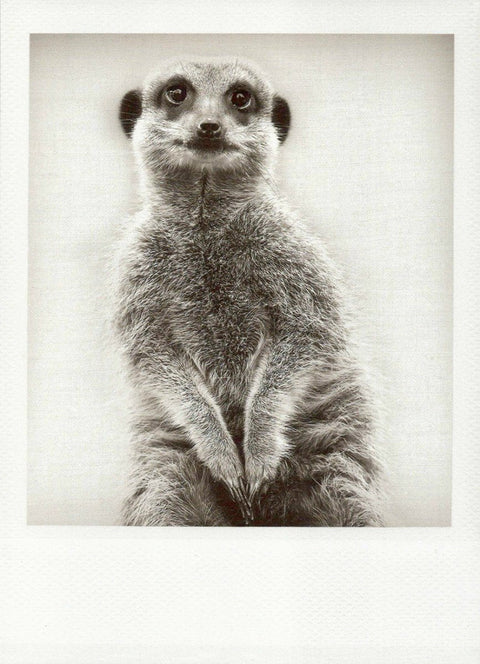 Blankopostkarte Erdmännchen - Stilvolle Schwarzweiß - Fotografie, Wachsame Tiere, Natur - Motiv im Vintage Retro - Design, Perfekt für Sammler & Deko