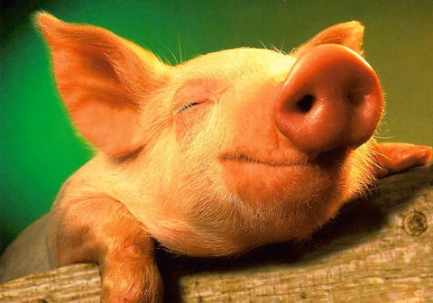 Blankopostkarte Glücksschwein Lucky Piggie – Charmanter Gruß für jeden Anlass