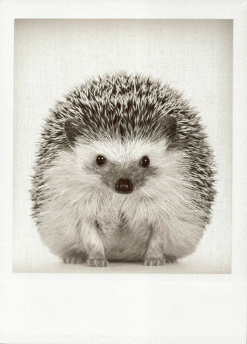 Blankopostkarte: Igel in Schwarz - Weiß – Charmante Tierillustration für jeden Anlass