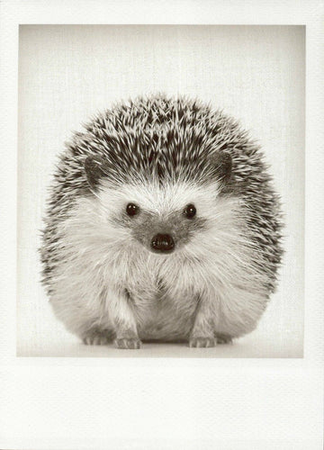 Blankopostkarte: Igel in Schwarz - Weiß – Charmante Tierillustration für jeden Anlass