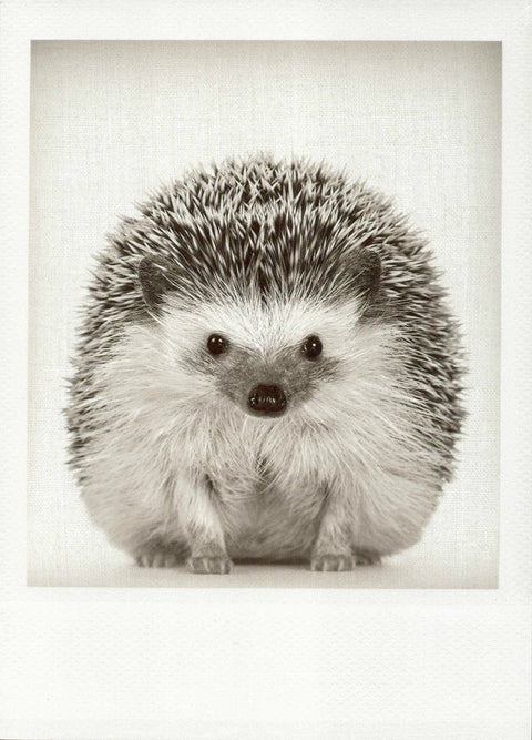 Blankopostkarte: Igel in Schwarz - Weiß – Charmante Tierillustration für jeden Anlass