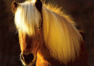 Blankopostkarte: Islandpferd im Tölt – Majestätischer Hengst bei Sonnenuntergang, Faszinierende Tierfotografie für Natur - und Pferdeliebhaber