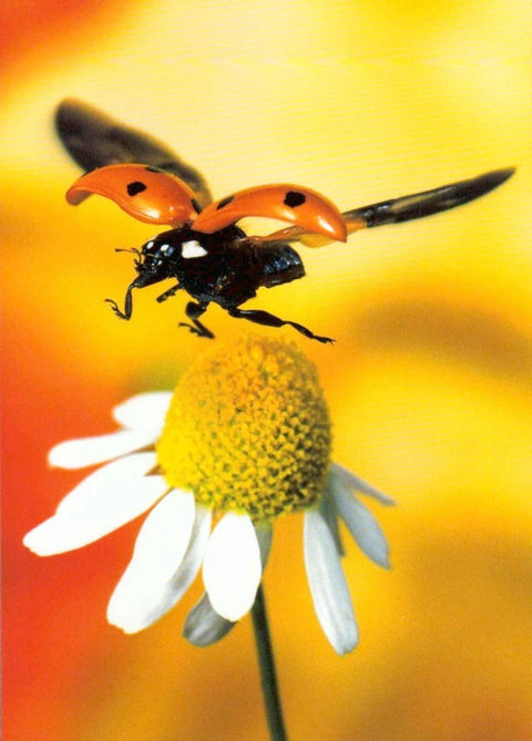 Blankopostkarte Ladybird - Charmanter Marienkäfer für persönliche Grüße