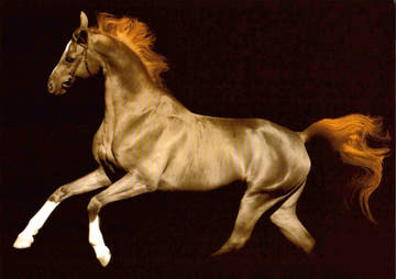Blankopostkarte Magic Horse Schimmel – Elegante Karte für jeden Anlass