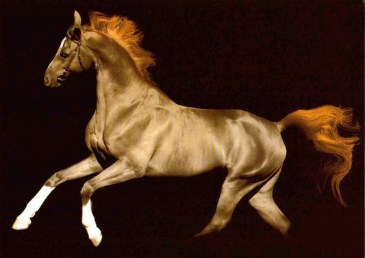 Blankopostkarte Magic Horse Schimmel – Elegante Karte für jeden Anlass