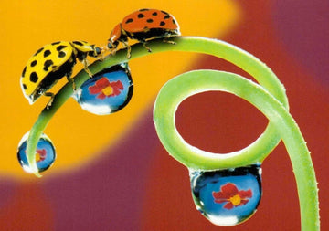 Blankopostkarte Marienkäfer Herzliche Grüße! Du fond du coeur!