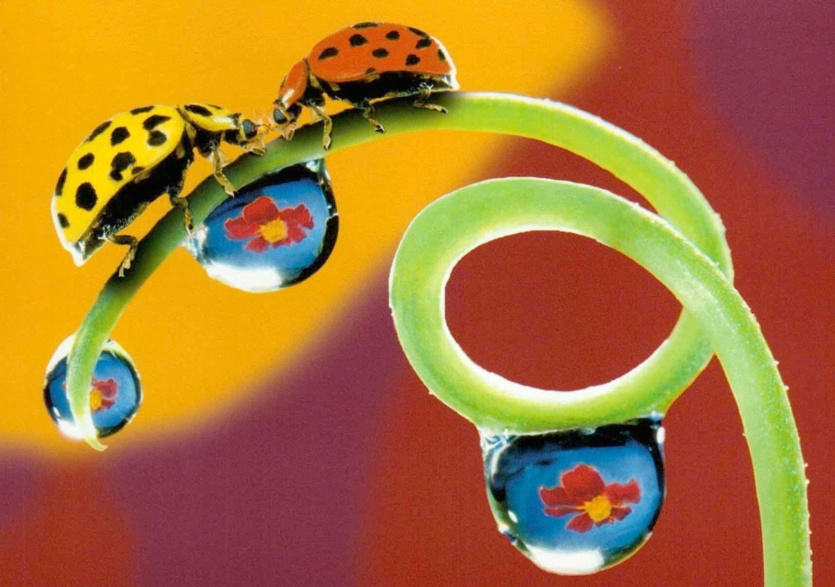 Blankopostkarte Marienkäfer Herzliche Grüße! Du fond du coeur!