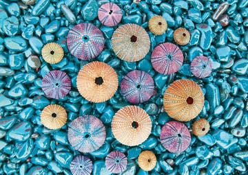 Blankopostkarte Meer: Bunte Seeigel im Wasser