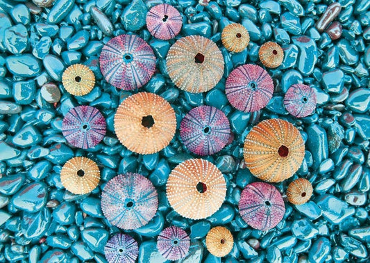 Blankopostkarte Meer: Bunte Seeigel im Wasser