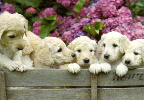 Blankopostkarte mit 6 süßen Welpen: Puppies - Ideal für persönliche Nachrichten und besondere Grüße