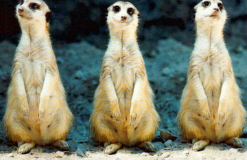 Blankopostkarte mit charmantem Erdmännchen - Motiv - Meerkat Design für jeden Anlass