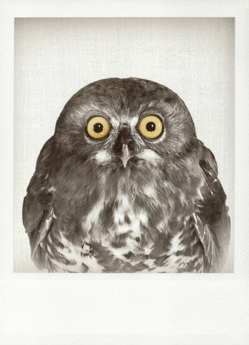 Blankopostkarte mit Eulenmotiv in Schwarzweiß