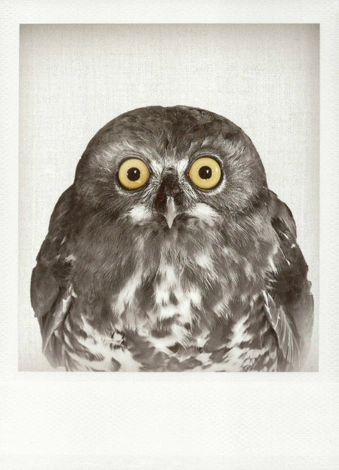 Blankopostkarte mit Eulenmotiv in Schwarzweiß