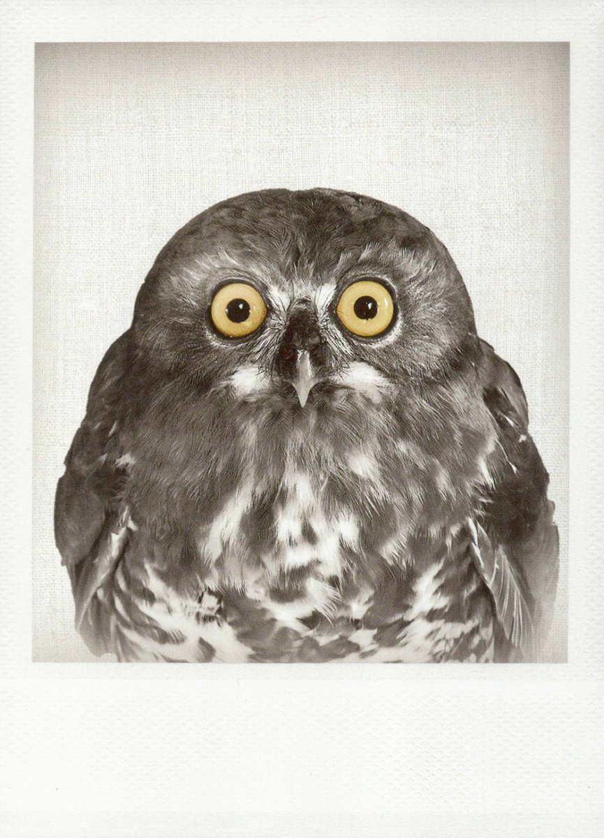Blankopostkarte mit Eulenmotiv in Schwarzweiß