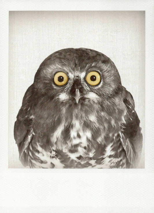 Blankopostkarte mit Eulenmotiv in Schwarzweiß