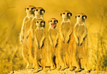 Blankopostkarte mit Foto von 6 Erdmännchen - Charmante Tiermotive für jeden Anlass