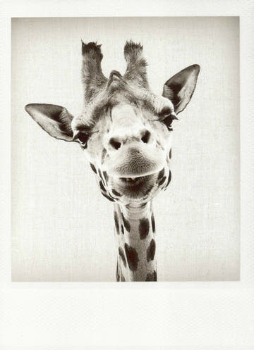 Blankopostkarte mit Giraffenmotiv in Schwarz - Weiß