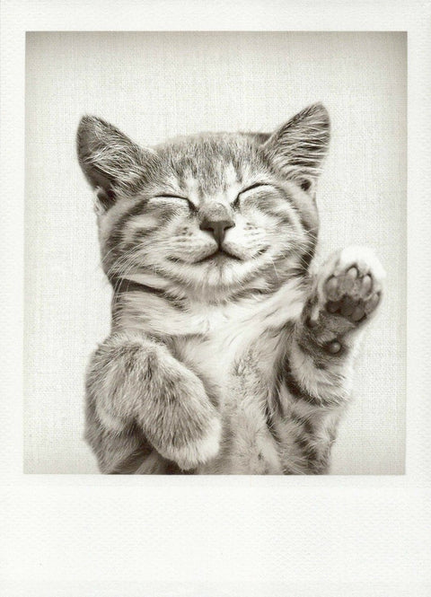 Blankopostkarte mit Kätzchen - Motiv in Schwarzweiß