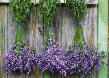 Blankopostkarte mit Lavendelstrauß - Bunch of Lavender